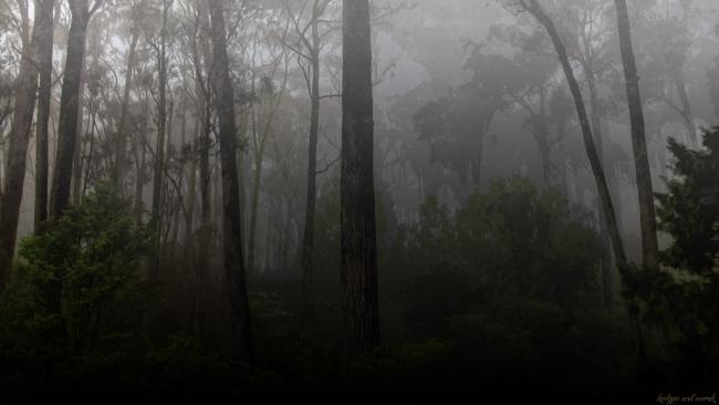 Forests-Dark-Forest-251625.jpg