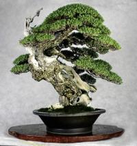 bonsai.jpg