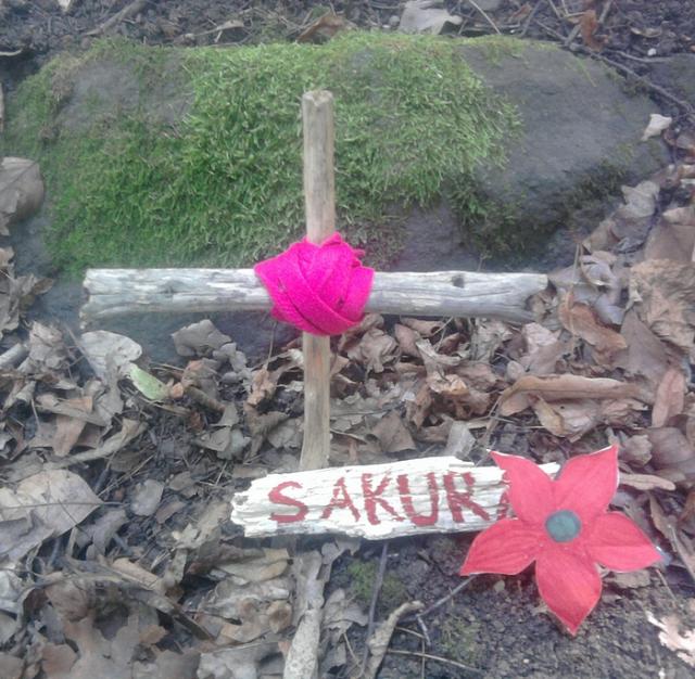 Sayonara, Sakura!